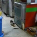 깁밥천국 이미지