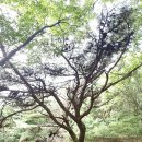 당고개길 이미지