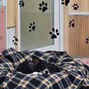 애견호텔 나무야 이미지