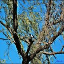 푸른 둥지 이미지