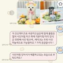 우츄츄 | 강아지 레터링 케이크 ‘ 우츄츄 ’ 잠실 송파 수제간식