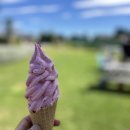 스톤트럭 | [뉴질랜드 크라이스트처치 일상] 롤러스톤 나들이: 블루베리 따러 갔다 도서관이 더 좋았던 날