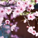 벚꽃공인중개사사무소 이미지