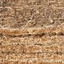 코이어(coir)