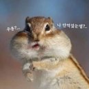 서울깍쟁이