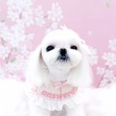 늘, 이쁘개 | 말티즈전문견사 목동말티즈분양후기 예쁜말티즈 분양 간 딸기소식이왔어요^^