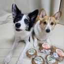 사랑더하기 | (수제간식, 과자추천) 부담 없는 간식 더하기 수제 쿠키 후기