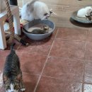 냥냥늉늉 | 광안리 고양이 카페 냥냥늉늉 아이와 방문 후기