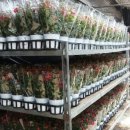 피네농장 이미지