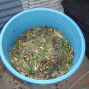 민들레세상 이미지