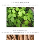 각종산약초