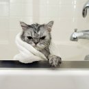 연두 동물병원 이미지