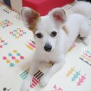 망고쿠로 이미지