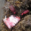 홍단이 삼겹살 이미지