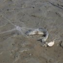 섬뜰아래 이미지