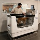 어니스트독(HONEST DOG) 이미지