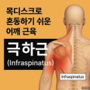 목디스크와 혼동하기 쉬운 어깨 근육, 극하근(Infraspinatus) 이야기!!! 이미지