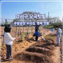 우리농장 | 주말농장 우리집 텃밭, 강서구 오곡 텃밭 방문 후기