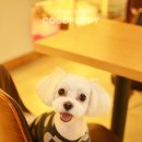 블루퍼피애견샵