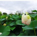 자갈치와 어머니 이미지