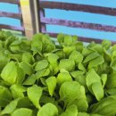 최고농약사 이미지