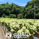 (주)프레이밍 | 유럽수국 축제 청주 프레이밍 카페 수국 실시간(25.07.26)
