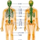 사람의 뼈 이미지