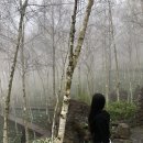 계리입구 소나무 숲 | 화담숲 벚꽃 실시간 후기 (4/10) 주차팁부터 꿀팁 총정리