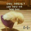 삼복에 보양식 이미지