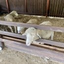 청포목장 이미지