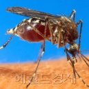 광양사 헤럴드경제