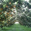 만지 농장 이미지