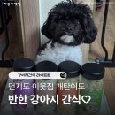 이웃집 댕댕이 | 강아지간식 우리집 먼지도 이웃집 개탄이도 반한 뉴트리 플랜 라이트팝