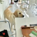 서상동143 | 경산 카페 강변카페 개멋짐 대형견이 반겨주는 곳