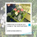 정말 취득하기 쉬워진 국가기술자격 화훼장식기능사실기 대비반 | 화훼장식산업기사 자격증 필기 실기 | 포트폴리오·작품 기획까지 실전 대비반