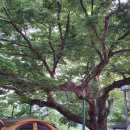 성균관대학교 - 7086 | [출장바베큐/통돼지바베큐/통삽겹살바베큐] 성균관대학교 행사 후기