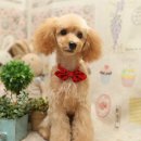 몽글 몽글 이미지