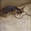 간식줄까? 이미지