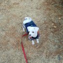 그루밍125 이미지