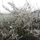 신사2-014 이미지