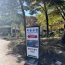 상암 하늘공원 - 댑싸리 억세 코스모스 가을 풍경 보러 가는 길 인생샷 맹꽁이열차