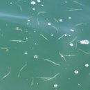 문암1리항 이미지