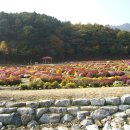 국화 축제 보러 오세요 이미지