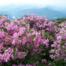 소백산(小白山)(1,449m) 이미지