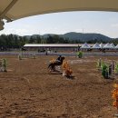 영천시운주산승마조련센터 이미지