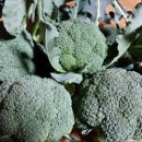 환의농장 이미지