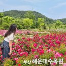 그늘막115 | 부산 장미 명소 해운대수목원 장미축제 실시간 입장료 지도 카트 아이와 피크닉 까지