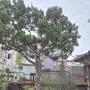 파리바게뜨평화현대점 | 광화문 근처 서촌 점심 맛집 한옥달 분위기 좋은 레스토랑