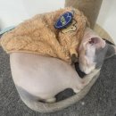 냥이의하루 카페.분양 이미지