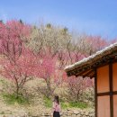 파아란지붕 | 신안 임자도 여행 홍매화 핀 조희룡 적거지